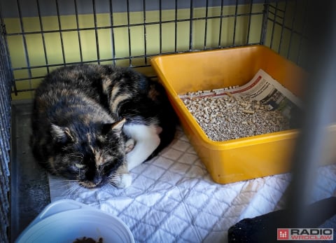 Tak licznego stada dawno nie było. 200 kotów z wrocławskiego schroniska czeka na adopcję - 8