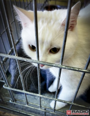 Tak licznego stada dawno nie było. 200 kotów z wrocławskiego schroniska czeka na adopcję - 9