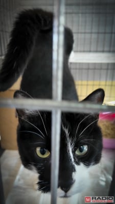 Tak licznego stada dawno nie było. 200 kotów z wrocławskiego schroniska czeka na adopcję - 10