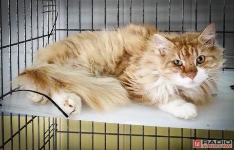 Tak licznego stada dawno nie było. 200 kotów z wrocławskiego schroniska czeka na adopcję - 0