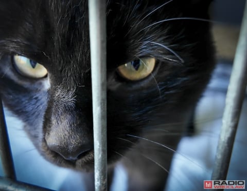 Tak licznego stada dawno nie było. 200 kotów z wrocławskiego schroniska czeka na adopcję - 1