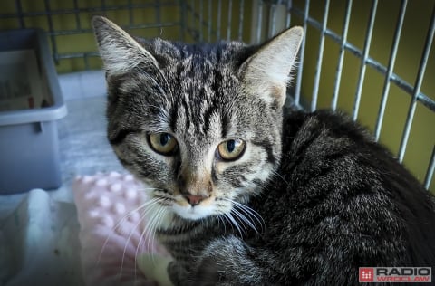 Tak licznego stada dawno nie było. 200 kotów z wrocławskiego schroniska czeka na adopcję - 2