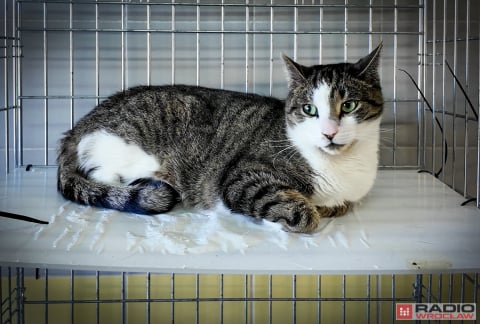 Tak licznego stada dawno nie było. 200 kotów z wrocławskiego schroniska czeka na adopcję - 3