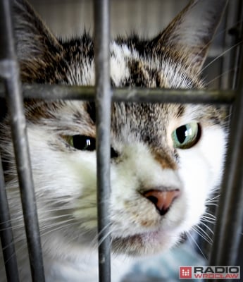 Tak licznego stada dawno nie było. 200 kotów z wrocławskiego schroniska czeka na adopcję - 4