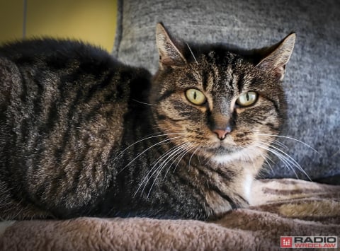 Tak licznego stada dawno nie było. 200 kotów z wrocławskiego schroniska czeka na adopcję - 5