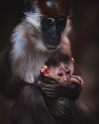 Te maluchy skradają serca zwiedzających. We wrocławskim zoo urodziły się pancernik i mangaba rudoczelna [ZDJĘCIA] - 0