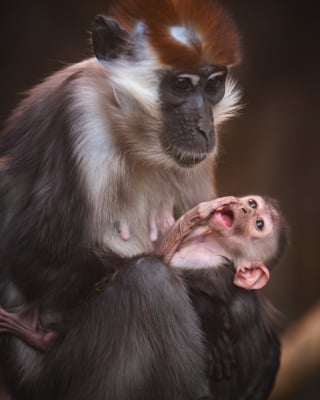 Te maluchy skradają serca zwiedzających. We wrocławskim zoo urodziły się pancernik i mangaba rudoczelna [ZDJĘCIA] - 1