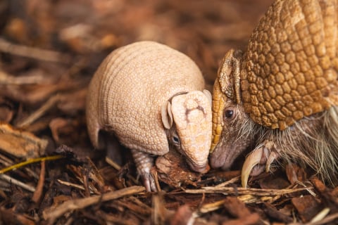 Te maluchy skradają serca zwiedzających. We wrocławskim zoo urodziły się pancernik i mangaba rudoczelna [ZDJĘCIA] - 2