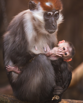 Te maluchy skradają serca zwiedzających. We wrocławskim zoo urodziły się pancernik i mangaba rudoczelna [ZDJĘCIA] - 3