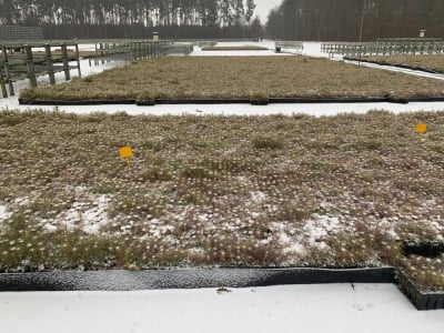 Rekordowy rok w Nadleśnictwie Legnica. W szk&oacute;łce leśnej wyrosło aż 750 tys. sadzonek!