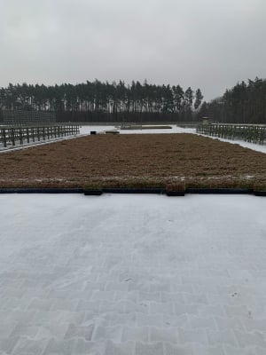 Rekordowy rok w Nadleśnictwie Legnica. W szkółce leśnej wyrosło aż 5 mln sadzonek drzew! - 0