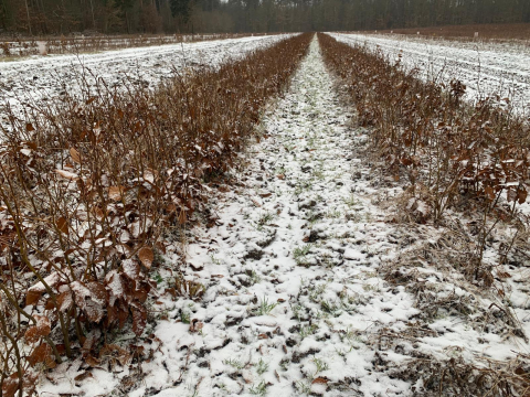 Rekordowy rok w Nadleśnictwie Legnica. W szkółce leśnej wyrosło aż 5 mln sadzonek drzew! - 2