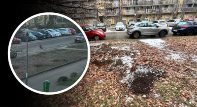 Drzewa z ul. Krzyckiej wykopano po kilku dniach. To nie kradzież, a błąd wykonawcy MPK