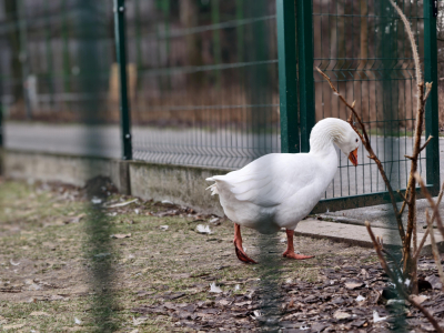 Sylwestrowy strach w zoo. "Jedne zwierzęta zamierają, inne uciekają w panice"