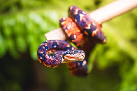 Ponad 1,5 mln odwiedzających i wyczekiwane od lat narodziny. Zoo Wrocław zamyka rok pełen sukcesów - 0