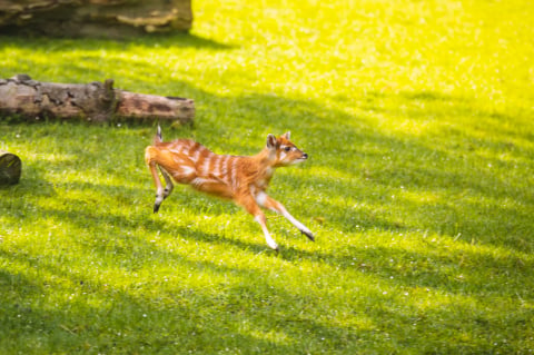 Ponad 1,5 mln odwiedzających i wyczekiwane od lat narodziny. Zoo Wrocław zamyka rok pełen sukcesów - 9
