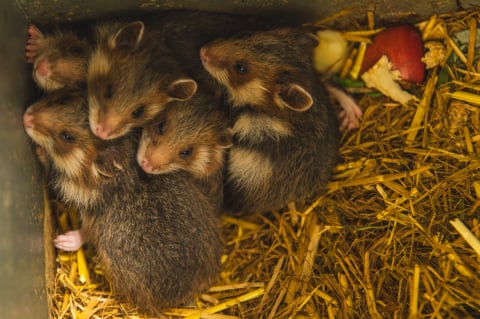 Ponad 1,5 mln odwiedzających i wyczekiwane od lat narodziny. Zoo Wrocław zamyka rok pełen sukcesów - 10