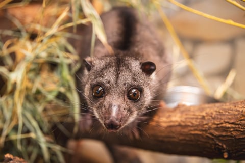 Ponad 1,5 mln odwiedzających i wyczekiwane od lat narodziny. Zoo Wrocław zamyka rok pełen sukcesów - 11