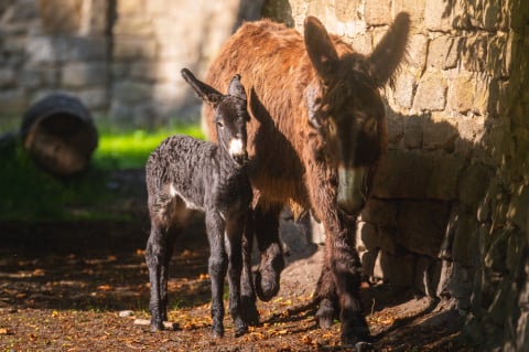 Ponad 1,5 mln odwiedzających i wyczekiwane od lat narodziny. Zoo Wrocław zamyka rok pełen sukcesów - 1