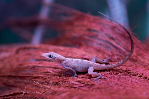 Ponad 1,5 mln odwiedzających i wyczekiwane od lat narodziny. Zoo Wrocław zamyka rok pełen sukcesów - 2