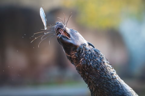 Ponad 1,5 mln odwiedzających i wyczekiwane od lat narodziny. Zoo Wrocław zamyka rok pełen sukcesów - 3