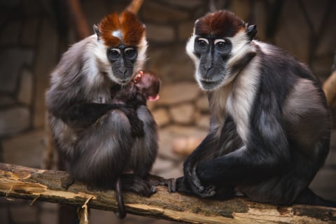 Ponad 1,5 mln odwiedzających i wyczekiwane od lat narodziny. Zoo Wrocław zamyka rok pełen sukcesów - 4