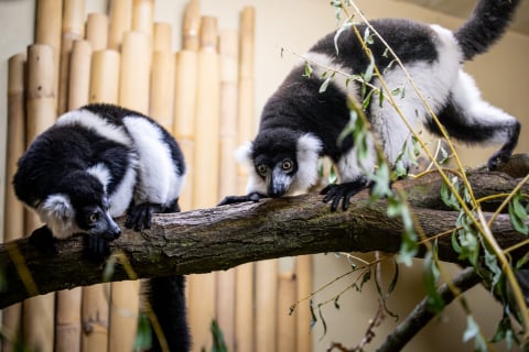 Ponad 1,5 mln odwiedzających i wyczekiwane od lat narodziny. Zoo Wrocław zamyka rok pełen sukcesów - 5