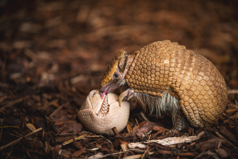 Ponad 1,5 mln odwiedzających i wyczekiwane od lat narodziny. Zoo Wrocław zamyka rok pełen sukcesów - 6