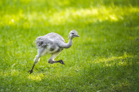 Ponad 1,5 mln odwiedzających i wyczekiwane od lat narodziny. Zoo Wrocław zamyka rok pełen sukcesów - 7