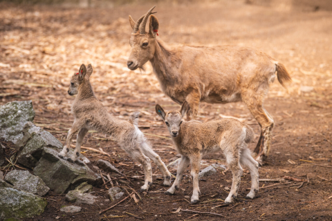 Ponad 1,5 mln odwiedzających i wyczekiwane od lat narodziny. Zoo Wrocław zamyka rok pełen sukcesów - 8