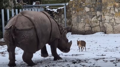 Kilkanaście kilogram&oacute;w kontra... 1,7 tony! Komiczny "pojedynek" we wrocławskim zoo [WIDEO]