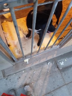 Zwierzęta z gminy Oława zostają na miejscu. Po trzech miesiącach podpisano porozumienie - 0