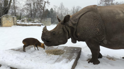 Marusia doczeka się potomstwa? Gwiazda wrocławskiego zoo będzie miała towarzysza