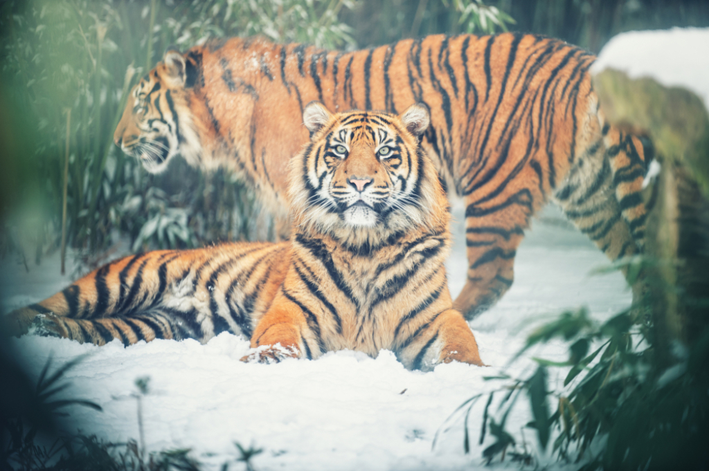 Ostatnia szansa, by zobaczyć je razem. Tygrysy z Wrocławia ruszają w świat - Pożegnanie we wrocławskim zoo. Tygrysie rodzeństwo zakłada własne rodziny