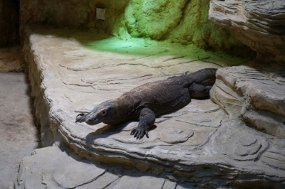 Historia jak z filmu. Wydarzyła się we wrocławskim zoo