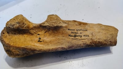Historia zapisana w... kościach niedźwiedzia. 40 tys. lat homo sapiens na Dolnym Śląsku?