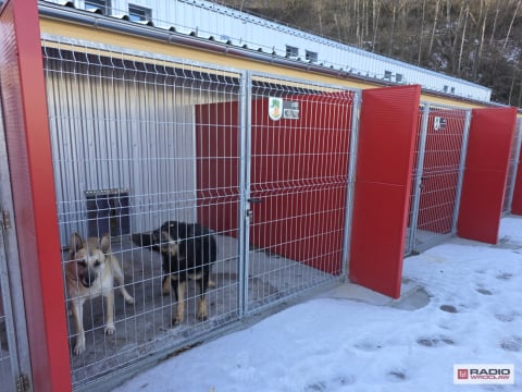 Nowy dom dla czworonogów. Schronisko w Wałbrzychu już po przeprowadzce - 3