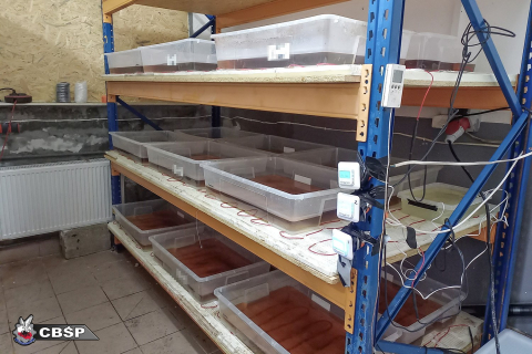 Tajne laboratorium i pół tony gotowego narkotyku. CBŚP zlikwidowało fabrykę w Osadzie Leśnej - 6