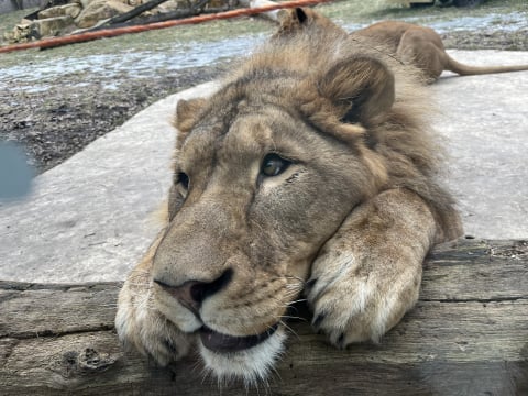 Lew story we wrocławskim zoo! Pół roku kocich zalotów przyniosło efekt - 5