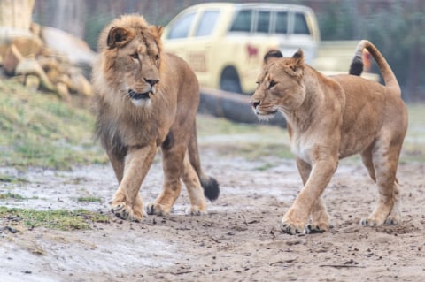 Lew story we wrocławskim zoo! Pół roku kocich zalotów przyniosło efekt - 0