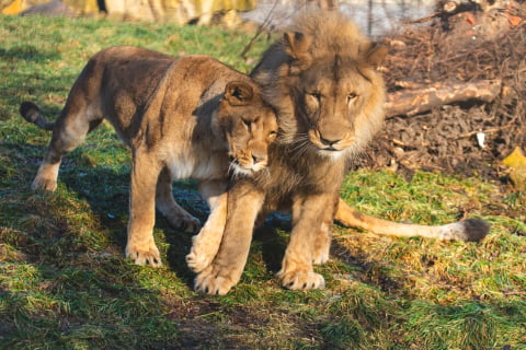 Lew story we wrocławskim zoo! Pół roku kocich zalotów przyniosło efekt - 1