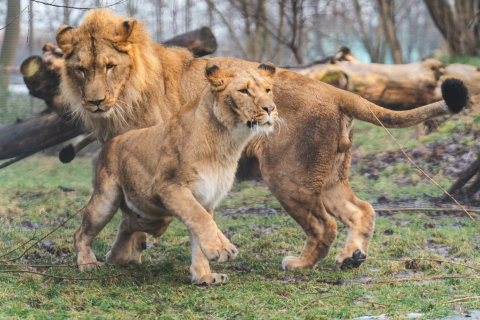 Lew story we wrocławskim zoo! Pół roku kocich zalotów przyniosło efekt - 2