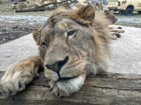 Lew story we wrocławskim zoo! Pół roku kocich zalotów przyniosło efekt - 4