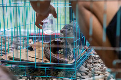 Ponad milion złotych na ratunek zwierzętom. Rekordowy rok Fundacji ZOO Wrocław DODO