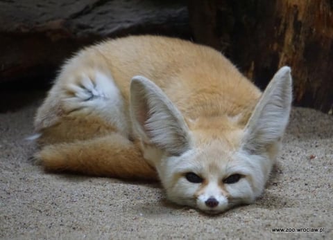 Ponad milion złotych na ratunek zwierzętom. Rekordowy rok Fundacji ZOO Wrocław DODO - 0