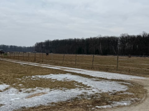 Myśliwi strzelają zaraz przy stadninie w Bukowicach? "Polują bardzo blisko, w stronę koni" - 1
