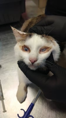 46 kotów w jednym mieszkaniu i w fatalnych warunkach. Zostały odebrane właścicielowi - 2