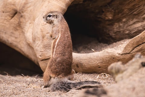 Trzy wiewiórki afrykańskie zamieszkały we wrocławskim zoo! Zobaczcie jak wyglądają [ZDJĘCIA] - 0
