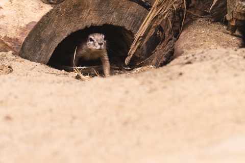 Trzy wiewiórki afrykańskie zamieszkały we wrocławskim zoo! Zobaczcie jak wyglądają [ZDJĘCIA] - 1