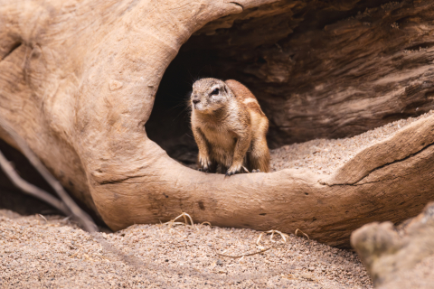 Trzy wiewiórki afrykańskie zamieszkały we wrocławskim zoo! Zobaczcie jak wyglądają [ZDJĘCIA] - 2